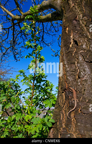 Lézard des murailles (Podarcis muralis, Lacerta muralis), assis à un tronc d'arbre bien camouflée, de l'Allemagne, Rhénanie-Palatinat Banque D'Images