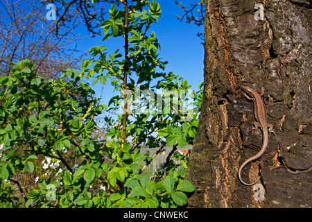 Lézard des murailles (Podarcis muralis, Lacerta muralis), assis à un tronc d'arbre bien camouflée, de l'Allemagne, Rhénanie-Palatinat Banque D'Images