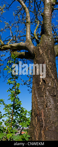 Lézard des murailles (Podarcis muralis, Lacerta muralis), assis à un tronc d'arbre bien camouflée, de l'Allemagne, Rhénanie-Palatinat Banque D'Images