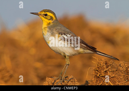 Bergeronnette citrine (Motacilla citreola citreola), assis sur le sol, de l'Oman Banque D'Images