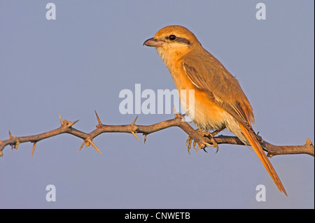 Migratrice (Lanius isabellinus Turkestan phoenicuroides), assis sur une branche, Oman Banque D'Images