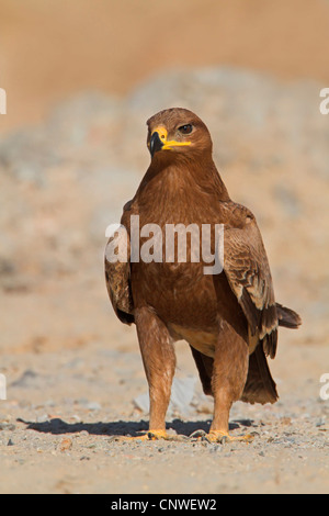 L'aigle des steppes (Aquila nipalensis, Aquila rapax nipalensis), assis sur le sol, de l'Oman Banque D'Images