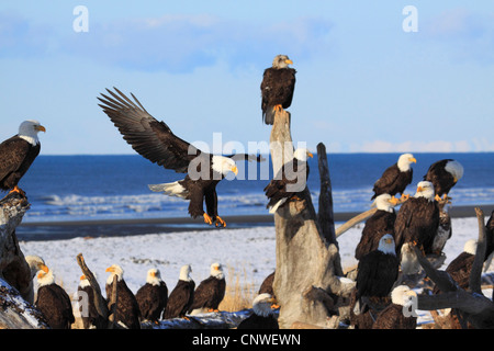 American Bald Eagle (Haliaeetus leucocephalus), il y a beaucoup d'oiseaux sur le bois mort à la plage de sable, USA, Alaska Banque D'Images