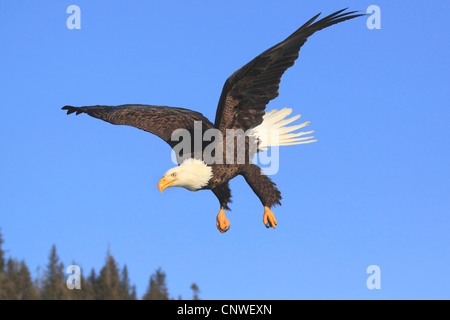 American Bald Eagle (Haliaeetus leucocephalus), voler, USA, Alaska, péninsule de Kenai, Homer Spit Banque D'Images