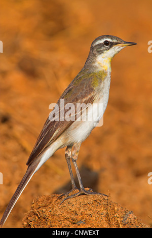 La bergeronnette printanière (Motacilla flava), assis sur le sol, de l'Oman Banque D'Images