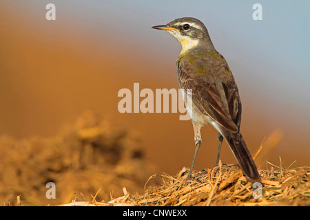 La bergeronnette printanière (Motacilla flava), assis sur le sol, de l'Oman Banque D'Images