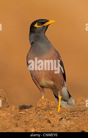 (Acridotheres tristis Mynah commun), assis sur le sol, de l'Oman Banque D'Images