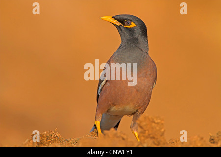 (Acridotheres tristis Mynah commun), assis sur le sol, de l'Oman Banque D'Images