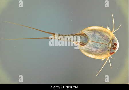 Triops granarius (Triops granarius), close-up de dessus, la Namibie Banque D'Images