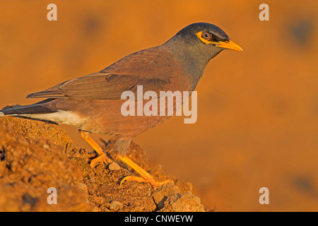 (Acridotheres tristis Mynah commun), assis, Oman Banque D'Images