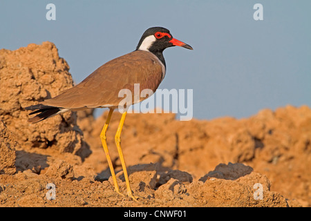 Red-réorganisation de Siffleur (Hoplopterus indicus, Vanellus indicus), comité permanent, Oman Banque D'Images