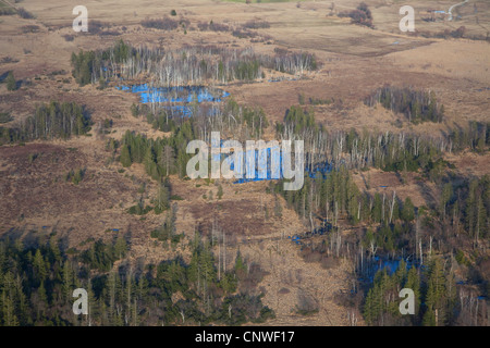 La renaturation d'une zone de découpe de la tourbe, de l'Allemagne, de Bavière, Chiemsee, Kendelmuehlfilze Banque D'Images