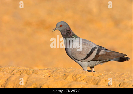 Feral pigeon biset (Columba livia), assis sur le sol, de l'Oman Banque D'Images