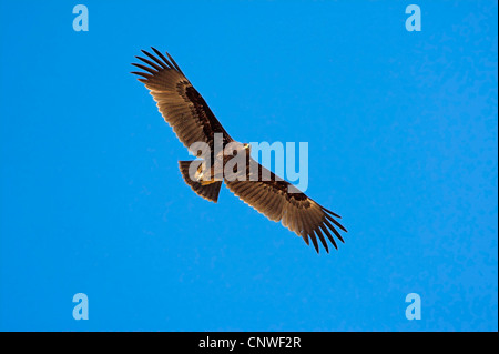 Plus grand aigle (Aquila clanga), voler, Oman Banque D'Images