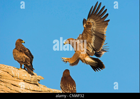 L'aigle des steppes (Aquila nipalensis, Aquila rapax nipalensis), l'atterrissage sur un rocher, Oman Banque D'Images