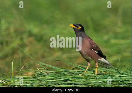 (Acridotheres tristis Mynah commun), assis dans l'herbe, Oman Banque D'Images