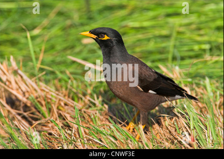 (Acridotheres tristis Mynah commun), assis dans l'herbe, Oman Banque D'Images