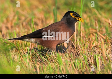 (Acridotheres tristis Mynah commun), assis dans l'herbe, Oman Banque D'Images