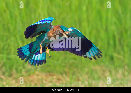 Rouleau (Coracias benghalensis indien), l'atterrissage dans un pré, Oman Banque D'Images