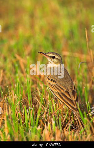 Tawny pitpit (Anthus campestris), assis dans l'herbe, Oman Banque D'Images