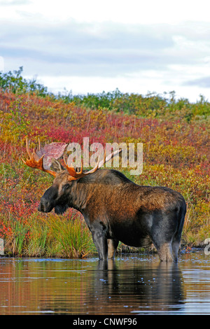 La toundra de l'Alaska, l'orignal l'orignal, le Yukon de l'orignal (Alces alces gigas), debout dans l'eau, USA, Alaska, Denali Nationalpark Banque D'Images