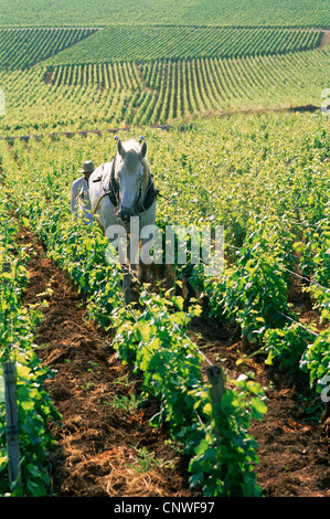 France, Bourgogne, Nuits-St-Georges, agriculteur et le labour cheval Vineyards Banque D'Images