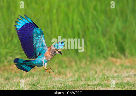 Rouleau (Coracias benghalensis indien), l'atterrissage sur une prairie coupe section, Oman Banque D'Images