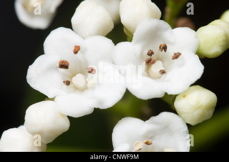 Viburnum tinus fleurs, Close up. Banque D'Images