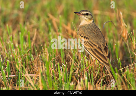 Tawny pitpit (Anthus campestris), assis dans une prairie, Oman Banque D'Images