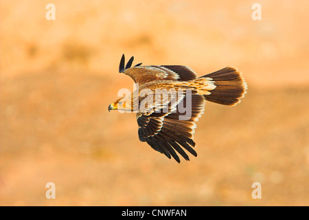 Aigle impérial (Aquila heliaca), voler, Oman Banque D'Images