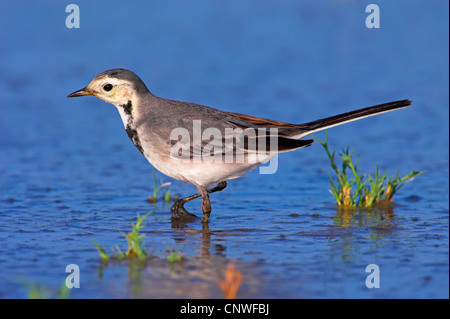 (Motacilla alba Bergeronnette pie), pataugeant dans l'eau, Oman Banque D'Images