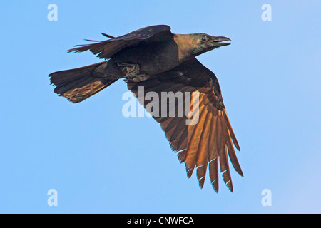 House crow (Corvus splendens), voler, Oman Banque D'Images