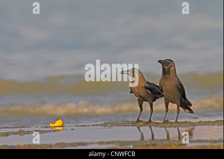 House crow (Corvus splendens), deux personnes debout sur la plage, Oman Banque D'Images