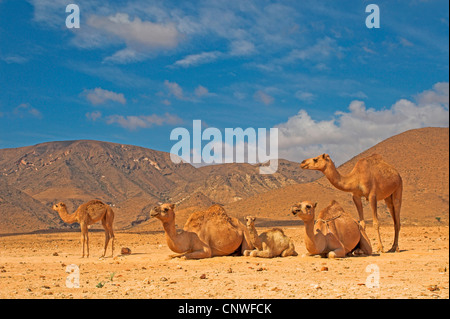 Un dromadaire, chameau (Camelus dromedarius), troupeau en désert, Oman Banque D'Images