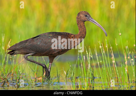 L'ibis falcinelle (Plegadis falcinellus), pataugeant dans l'eau, Oman Banque D'Images