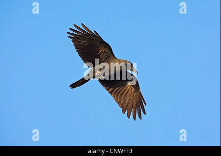 House crow (Corvus splendens), voler, Oman Banque D'Images