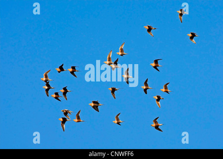 Le ganga unibande châtaignier (Pterocles exustus), flying flock, Oman Banque D'Images