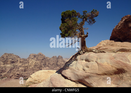 Genévrier phénicien (Juniperus phoenicea), croissant sur les grès, Jordanie, Petra Banque D'Images