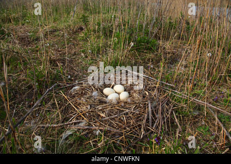 Oie cendrée (Anser anser), oeufs, Pays-Bas, Makkum Banque D'Images