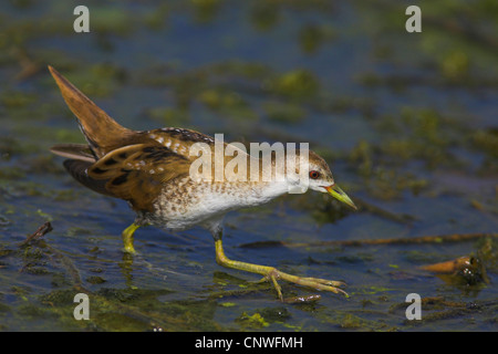 Little crake (Porzana parva), en marchant à travers marais à la recherche de nourriture, la Grèce, l'Kerkinisee Banque D'Images