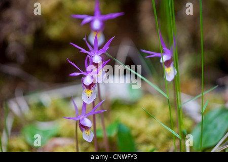 Calypso, le conte de fée, orchidée slipper slipper (Calypso bulbosa), fleur, le Canada, la Colombie-Britannique, le Parc National de Kootenay Banque D'Images