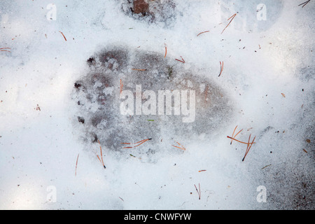 Ours brun, l'ours grizzli (Ursus arctos horribilis), empreinte dans la neige, le Canada, l'Alberta, Waterton Lakes National Park Banque D'Images