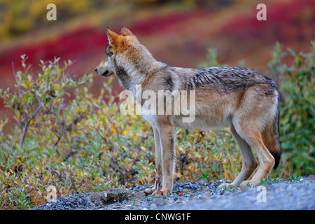 Le loup de la vallée du Mackenzie, Rocky Mountain loup, loup toundra de l'Alaska ou canadien Timber Wolf (Canis lupus occidentalis), sur l'alimentation en une route, USA, Alaska, Denali Nationalpark Banque D'Images