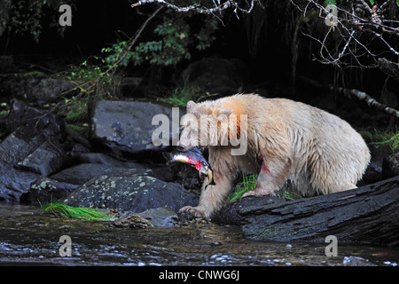 Spirit Bear, l'ours Kermode (Ursus americanus kermodei), la capture de poissons sur Riverside, Canada, Colombie-Britannique Banque D'Images