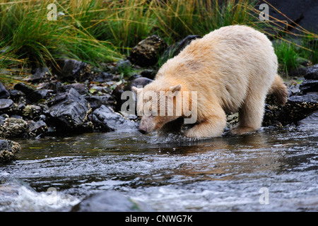 Spirit Bear, l'ours Kermode (Ursus americanus kermodei), la capture de poissons dans une rivière, le Canada, la Colombie-Britannique Banque D'Images