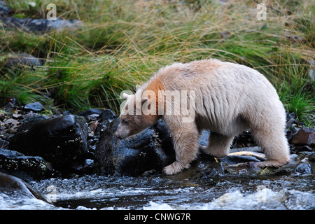 Spirit Bear, l'ours Kermode (Ursus americanus kermodei), la capture de poissons dans une rivière, le Canada, la Colombie-Britannique Banque D'Images