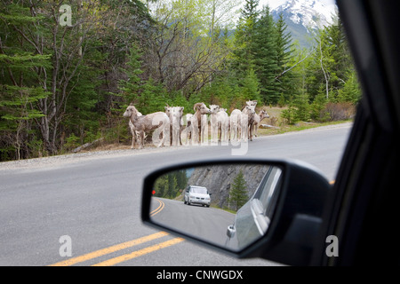 Mouflons, le mouflon d'Amérique, le mouflon (Ovis canadensis), debout à côté du troupeau Bow Valley Parkway, Canada, Alberta, parc national de Banff Banque D'Images