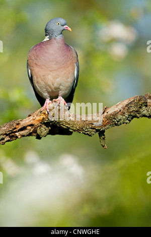 Pigeon ramier (Columba palumbus), assis sur une branche, l'Allemagne, Rhénanie-Palatinat Banque D'Images