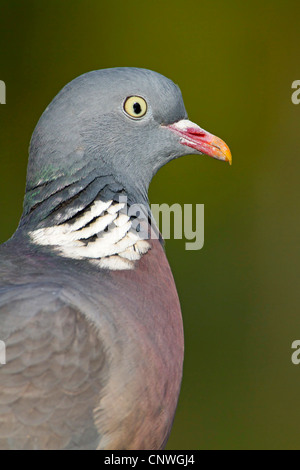 Pigeon ramier (Columba palumbus), portrait, Allemagne, Rhénanie-Palatinat Banque D'Images