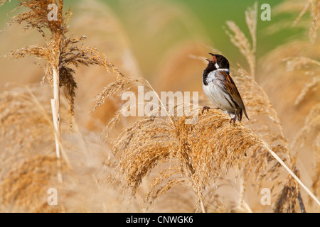 Bruant des roseaux (Emberiza schoeniclus), chantant dans le roseau, l'Allemagne, Rhénanie-Palatinat Banque D'Images